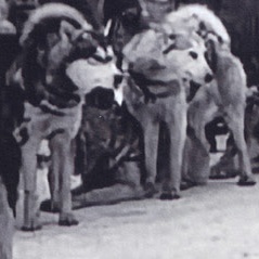 Dog Sled Racing