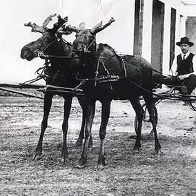 Racing Moose
